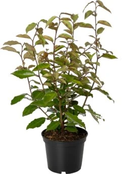 Zilverbladige Olijfwilg (Elaeagnus Ebbingei 'Gilt Edge') H 100 Cm