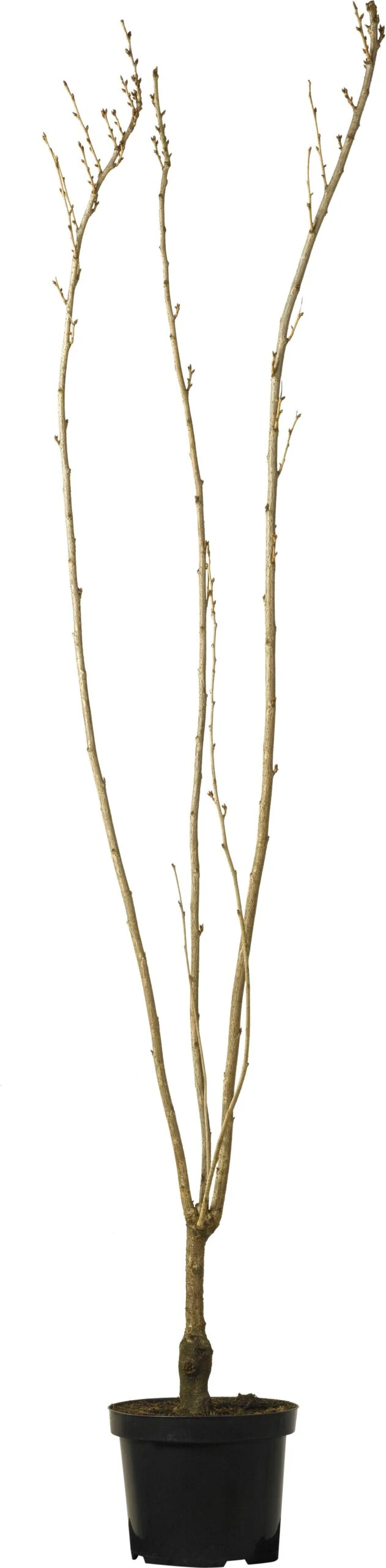 Japanse Sierkers Struik (Prunus Serrulata 'Amanogawa') H 175 Cm 3 Japanse Sierkers Struik (Prunus Serrulata 'Amanogawa') H 175 Cm