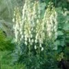 Monnikskap (Aconitum Napellus 'Album') D 9 H 15 Cm -Tuin Planten Winkel 8720879235069 0