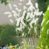 Zilverkaars (Actaea Simplex White Pearl) D 9 H 15 Cm -Tuin Planten Winkel 8720879235076 0