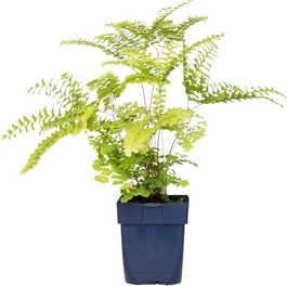 Venushaar (Adiantum Pedatum) D 9 H 15 Cm 3 Venushaar (Adiantum Pedatum) D 9 H 15 Cm