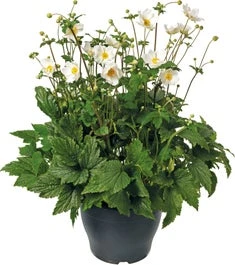 Herfstanemoon (Anemone 'Wild Swan') D 9 H 15 Cm
