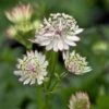 Zeeuws Knoopje (Astrantia Major 'Claret') D 9 H 15 Cm -Tuin Planten Winkel 8720879235236 0