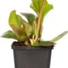 Schoenlappersplant (Bergenia Cordifolia) D 15 H 30 Cm 2 Schoenlappersplant (Bergenia Cordifolia) D 15 H 30 Cm -Tuin Planten Winkel 8720879235267 0