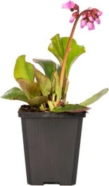 Schoenlappersplant (Bergenia Cordifolia) D 15 H 30 Cm 3 Schoenlappersplant (Bergenia Cordifolia) D 15 H 30 Cm