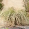Zegge (Carex Comans 'Frosted Curls') D 23 H 40 Cm -Tuin Planten Winkel 8720879235335 0