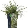 Zegge (Carex Oshimensis 'Evercream') D 23 H 40 Cm