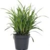 Zegge (Carex 'Evergreen') D 23 H 40 Cm -Tuin Planten Winkel 8720879235366 0