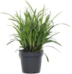 Zegge (Carex 'Evergreen') D 23 H 40 Cm