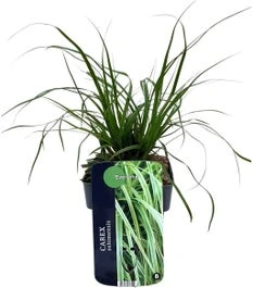 Zegge (Carex Oshimensis 'Everlime') D 23 H 40 Cm