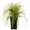 Zegge (Carex Oshimensis 'Eversheen') D 23 H 40 Cm