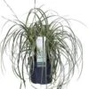 Japanse Zegge (Carex Morrowii 'Feather Falls') D 23 H 40 Cm -Tuin Planten Winkel 8720879235397 0