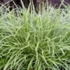 Japanse Zegge (Carex Morrowii 'Ice Dance') D 15 H 30 Cm -Tuin Planten Winkel 8720879235441 0