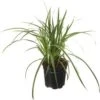 Zegge (Carex Oshimensis 'Everest') D 23 H 40 Cm