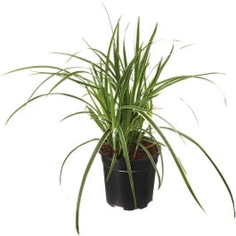 Zegge (Carex Oshimensis 'Everest') D 23 H 40 Cm 3 Zegge (Carex Oshimensis 'Everest') D 23 H 40 Cm