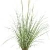 Pampasgras (Cortaderia Selloana 'Pumila') D 9 H 15 Cm -Tuin Planten Winkel 8720879235533 0