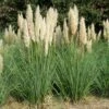Pampasgras (Cortaderia Selloana 'Pumila') D 23 H 40 Cm -Tuin Planten Winkel 8720879235540 0
