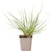 Pampasgras (Cortaderia Selloana 'Rosea') D 23 H 40 Cm 2 Pampasgras (Cortaderia Selloana 'Rosea') D 23 H 40 Cm -Tuin Planten Winkel 8720879235557 0
