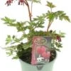Gebroken Hartje (Dicentra Spectabilis 'Valentine') D 9 H 15 Cm -Tuin Planten Winkel 8720879235649 0