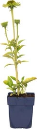 Zonnehoed (Echinacea Purpurea 'Green Jewel') D 9 H 15 Cm