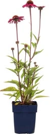 Zonnehoed (Echinacea Purpurea 'Sensation Pink') D 9 H 15 Cm