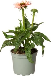 Zonnehoed (Echinacea Purpurea 'Sunseekers Salmon') D 9 H 15 Cm