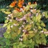 Elfenbloem (Epimedium Youngianum 'Roseum') D 9 H 15 Cm -Tuin Planten Winkel 8720879235700 0