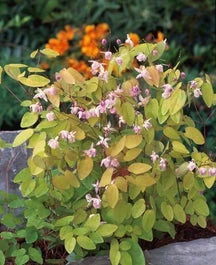 Elfenbloem (Epimedium Youngianum 'Roseum') D 9 H 15 Cm 3 Elfenbloem (Epimedium Youngianum 'Roseum') D 9 H 15 Cm