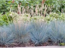 Blauwgras (Festuca Glauca 'Elijah Blue') D 23 H 40 Cm