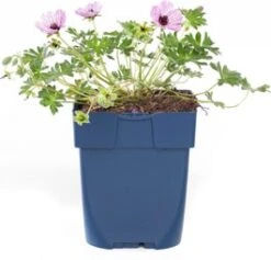 Ooievaarsbek (Geranium Cinereum 'Ballerina') D 9 H 15 Cm
