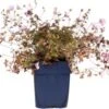 Ooievaarsbek (Geranium 'Dusky Crug') D 9 H 15 Cm 2 Ooievaarsbek (Geranium 'Dusky Crug') D 9 H 15 Cm -Tuin Planten Winkel 8720879235779 0