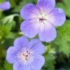 Ooievaarsbek (Geranium 'Rozanne') D 15 H 15 Cm -Tuin Planten Winkel 8720879235816 0
