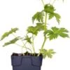 Ooievaarsbek (Geranium Sylvaticum 'Mayflower') D 9 H 15 Cm -Tuin Planten Winkel 8720879235823 0