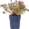 Ooievaarsbek (Geranium 'Tanya Rendall') D 9 H 15 Cm -Tuin Planten Winkel 8720879235830 0
