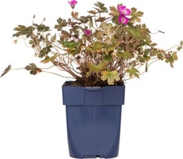 Ooievaarsbek (Geranium 'Tanya Rendall') D 9 H 15 Cm 3 Ooievaarsbek (Geranium 'Tanya Rendall') D 9 H 15 Cm