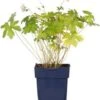 Ooievaarsbek (Geranium Versicolor) D 9 H 15 Cm -Tuin Planten Winkel 8720879235847 0