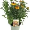 Zonnekruid (Helenium 'Short 'n Sassy') D 9 H 15 Cm -Tuin Planten Winkel 8720879235885 0
