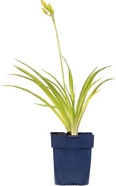 Daglelie (Hemerocallis 'Pandora's Box') D 9 H 15 Cm