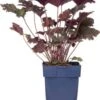 Purperklokje (Heuchera 'Black Sea') D 9 H 15 Cm -Tuin Planten Winkel 8720879235991 0