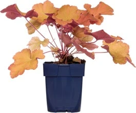 Purperklokje (Heuchera 'Caramel') D 9 H 15 Cm 3 Purperklokje (Heuchera 'Caramel') D 9 H 15 Cm