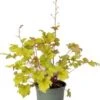 Purperklokje (Heuchera 'Marmelade') D 9 H 15 Cm 2 Purperklokje (Heuchera 'Marmelade') D 9 H 15 Cm -Tuin Planten Winkel 8720879236028 0