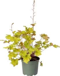 Purperklokje (Heuchera 'Marmelade') D 9 H 15 Cm