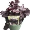 Purperklokje (Heuchera 'Obsidian') D 9 H 15 Cm -Tuin Planten Winkel 8720879236035 0