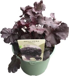 Purperklokje (Heuchera 'Obsidian') D 9 H 15 Cm