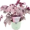 Purperklokje (Heuchera 'Plum Pudding') D 9 H 15 Cm -Tuin Planten Winkel 8720879236059 0