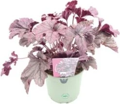 Purperklokje (Heuchera 'Plum Pudding') D 9 H 15 Cm