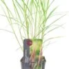 Chinees Riet (Miscanthus Sinensis 'Flamingo') D 28 H 60 Cm -Tuin Planten Winkel 8720879236325 0