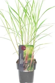 Chinees Riet (Miscanthus Sinensis 'Flamingo') D 28 H 60 Cm 3 Chinees Riet (Miscanthus Sinensis 'Flamingo') D 28 H 60 Cm