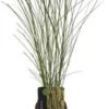Chinees Riet (Miscanthus Sinensis 'Gracillimus') D 23 H 40 Cm -Tuin Planten Winkel 8720879236356 0