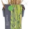 Chinees Riet (Miscanthus Sinensis 'Gracillimus') D 19 H 30 Cm -Tuin Planten Winkel 8720879236370 0
